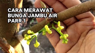 MERAWAT BUNGA JAMBU AIR part 1‼️JAMBU GAJAH PEKALONGAN❗#muhammadalimahfud #jambuair