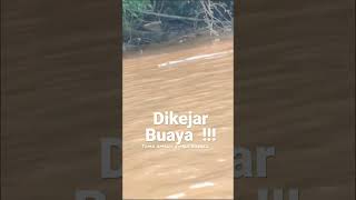 Ngeri di kejar buaya⚠️Amang rimba panik ges😫#crocodile #buaya #borneo #video #shorts