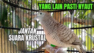 Perkutut Lokal gacor - Jantan suara kristal, ampuh buat guru vokal