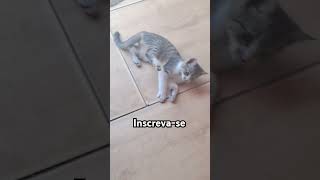 #viralvideo#cat#adote #gatos#adoteumgato #pets #adota #gato#adoteumgatinho #edits#urgente