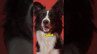 Border Collie Facts | Did You Know This About Border Collie?