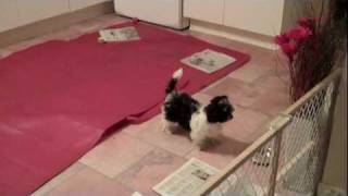 Havanese Dolly Wants to Play Bichon Frise Sky