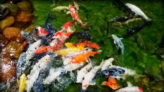 Alimentando as carpas Koi gigantes - Lago de carpas lindo! - Carpa Koi Gigante