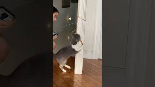 Nag Lalaro Ang Pusa 🐱 #catvideo #catplaying #shortvideo