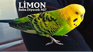 Limon Baba Diyecek Mi?