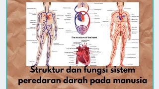 Materi IPA Kls 8 Bab 6 Sistem Peredaran Darah Manusia || Struktur dan Fungsi Sistem Peredaran Darah