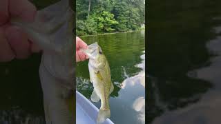 Nice 1/4 pound bass