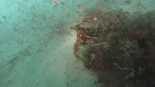 Spider crab Portland Harbour on "The Dredger" 070517