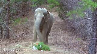 The Elephant Sanctuary | Holiday Treats at The Sanctuary