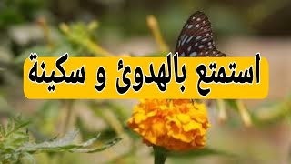 Country Relaxing Music  Soothing Music  موسيقى هادئة للنوم و الإسترخاء  Stress Relief Music