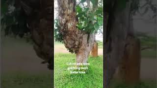 😮  Avocado tree grafting with palm tree 😮🌴🥑 #avocado #avocadotree #palmtree  #avocadografting