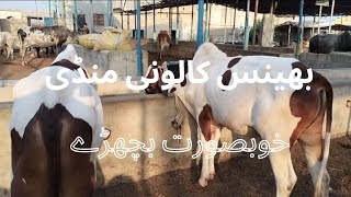 cow mandi updates/ bhains colony cow mandi rates @mandivlogswithejaz4258