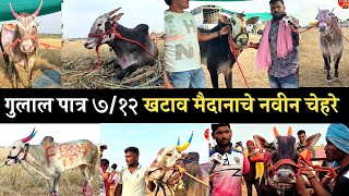 हे आहेत 7/12 खटाव गुलाल पात्र बैल !