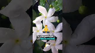 🌺 3 Plantas Perfectas para Tu Balcón: Jazmín de Madagascar, Trébol de la Suerte, Geranios 🌿 |Parte 1