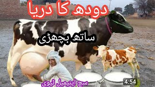 03466152628| cholistani friesian cross cow | friesian cholistani cross| cholistani cows |