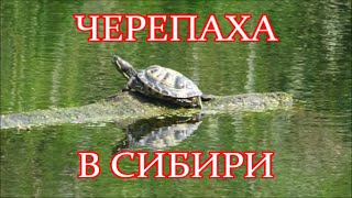 Черепаха в сибири