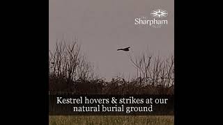 A Kestrel hovers at Sharpham Meadow - 1 Mar 2021