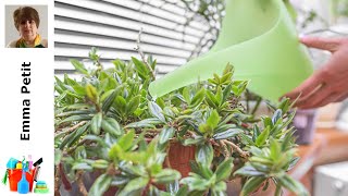 Découvrez l'Eau Idéale pour Arrosage de Vos Fleurs d'Intérieur !