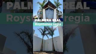 Asesoría y Supervision en Trasplante de Palmeras Reales 🌴‼️#palmeras #palmera #plantas #arboles