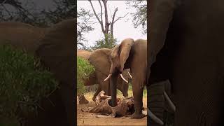 Elephants mourning their deceased Animal facts #shorts #short