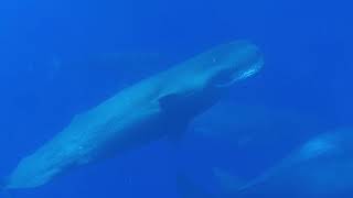 See Through Sea-Sperm whale dive