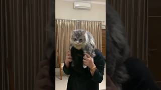 Kucing Lucu dan Manja #Shorts #viral #gaming #tiktok