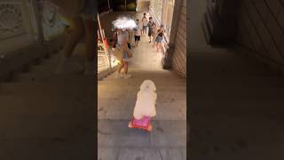 Dog Rides Skateboard Like a Pro #shorts