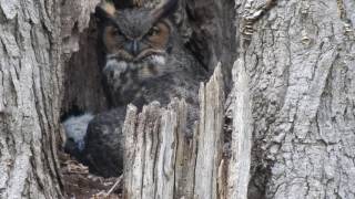 Great Horned Owl and Owlets - Geneva, IL 04/17/2017