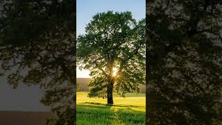 Dal frutto infatti si conosce l’albero.