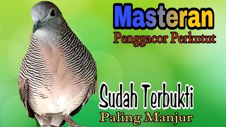 PANCINGAN PERKUTUT LOKAL // SUARA MASTERAN PENGGACOR PERKUTUT SUDAH TERBUKTI PALING MANJUR !!