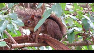 CAXINGUELÊ (Sciurus aestuans) serelepe, quatipuru, ardilla de Brasil, esquilo brasileiro