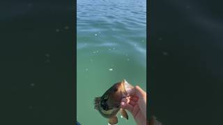 Mais uma espécie nova capturada🎣🤩 Como chama esse peixe na sua região?🐟