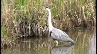 Héron cendré (Ardea cinerea ) Les oiseaux du Lac du Der