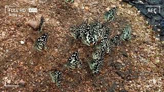 Butterfly zone of baranawapara wildlife sanctuary Chhattisgarh || tribe well guide || unseen project