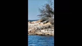 Lee Bay, BC, Oct 1, 2022 Humpback whales and Stellar seals