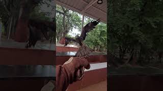 Black kite slow motion landing