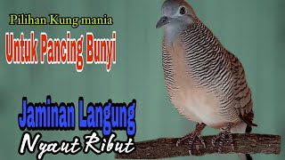 PANCINGAN PERKUTUT // PILIHAN KUNG MANIA UNTUK PANCING BUNYI SEKALI PUTAR LAWAN LANGSUNG NYAUT !!