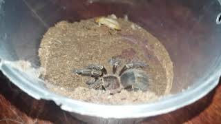 Tarantula Feeding Video 083 - Grammostola pulchripes