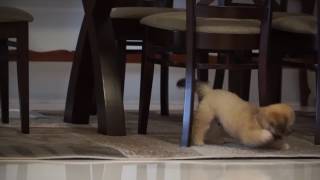 Puppy Shih Tzu at war with the mop