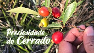 PITANGUINHA DO CERRADO | CEREJA DO CERRADO ou Murta