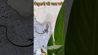 Chameleon taking bath. #summer #rajasthan