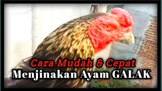 Tips Cara Mudah & Cepat Menjinakan Ayam Yang Galak