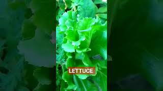 lettuce