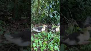 Canards et jardin en permaculture