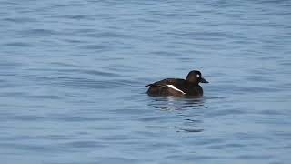 White-winged Scoter