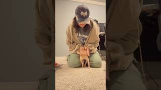 Please enjoy these clips of Chloe's big and mighty stomps!🥰🐶.. #chihuahua #dog #dogs #puppy