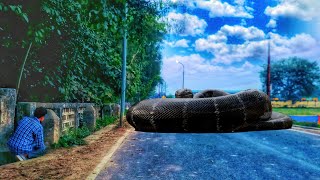 Anaconda Snake Attack On Village in forest road | trex chase | anaconda snake