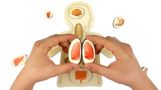 Learn Human Body Internal Organs for Kids | English Educational Video With Wooden Toys | Baby Song