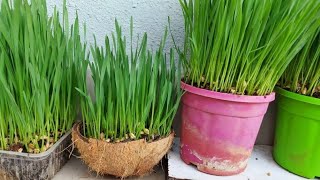 Wheat Grass Growing & Juice preparation