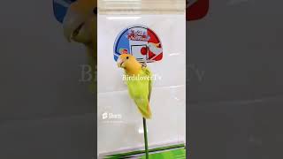 Lovely and Smart Parrot | amazing parrot